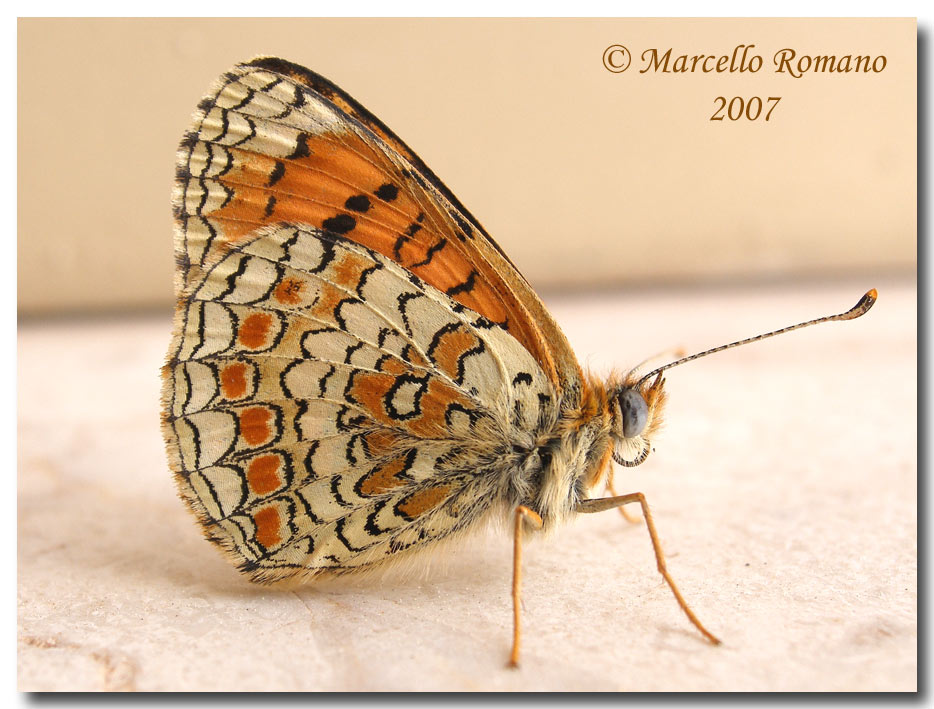 Bruco, crisalide e adulti di Melitaea aetherie (Nymphalidae)